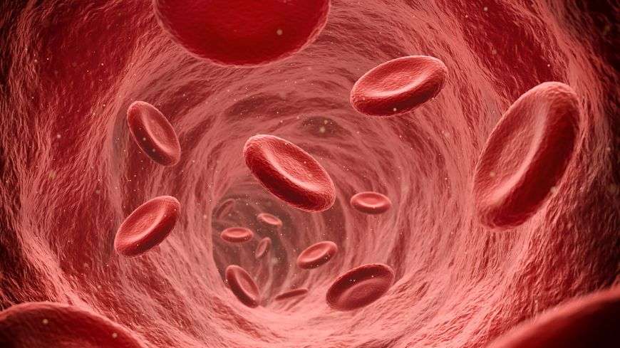 870x489 14 06 21 globules rouges qui circulent dans la circulation sanguine experienceinteriors gettyimages 1280727099