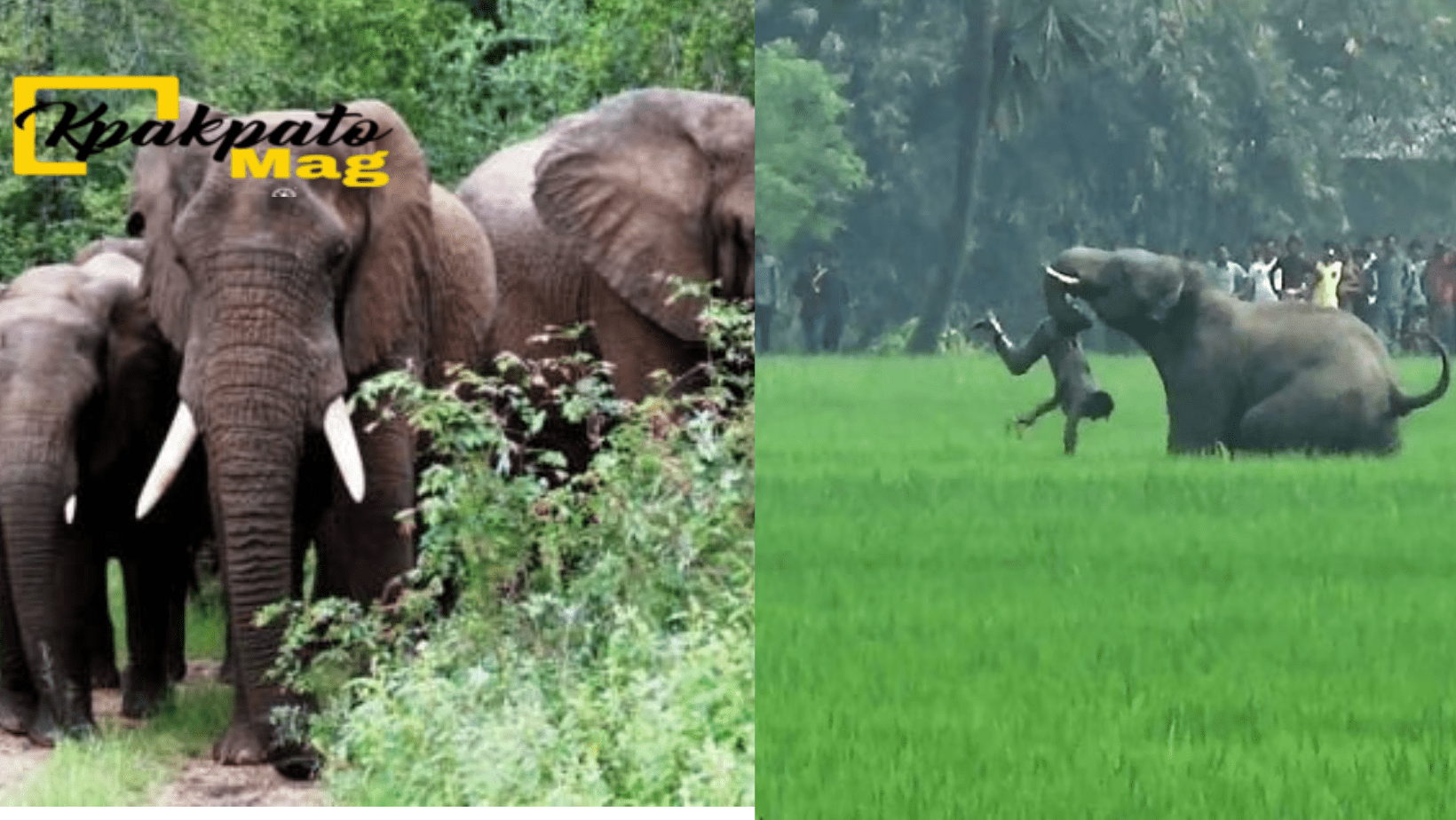 Des éléphants assoiffés se déchaînent sur les villageois
