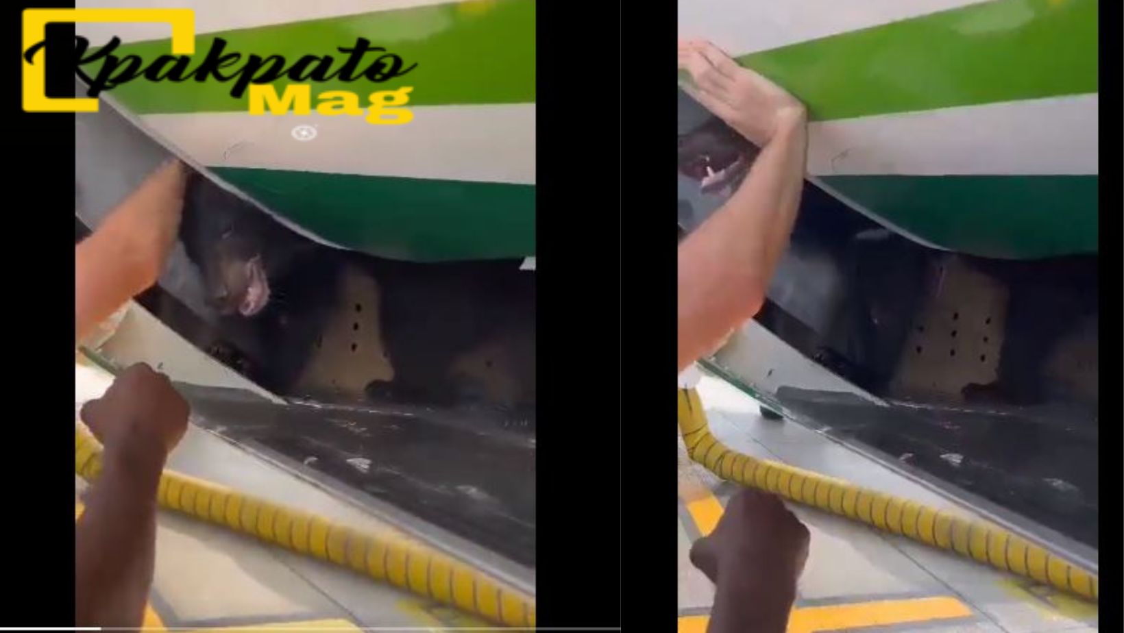 Vidéo : l’évasion d’un ours de sa cage lors d’un vol