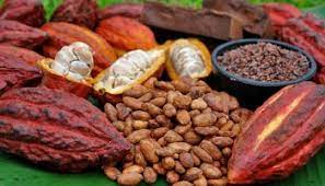Cameroun : 2 milliards FCFA offerts aux producteurs de cacao pour prime de qualité